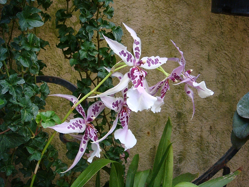 378 Longwood Gardens [2008 August 23].JPG - Longwood Gardens in Pennsylvania
